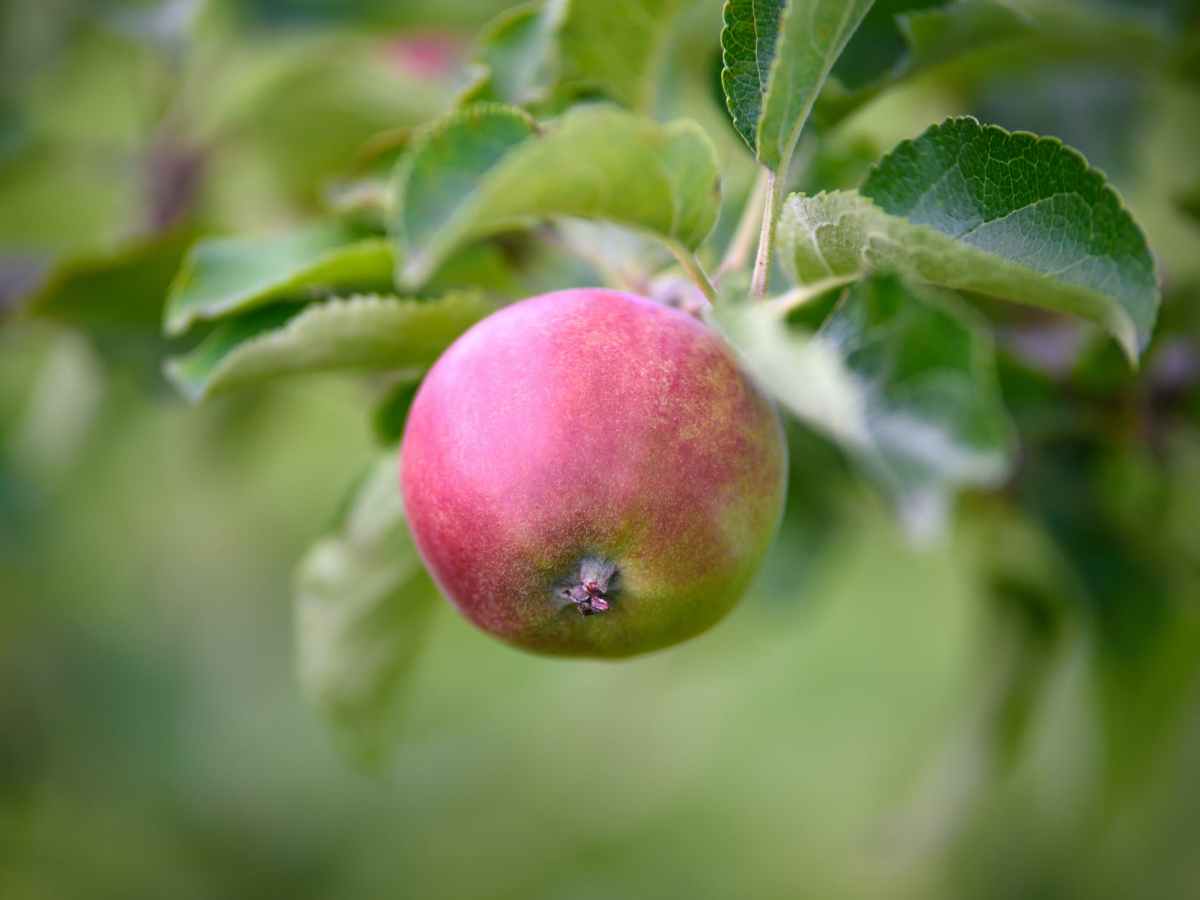 Choosing apple tree varieties